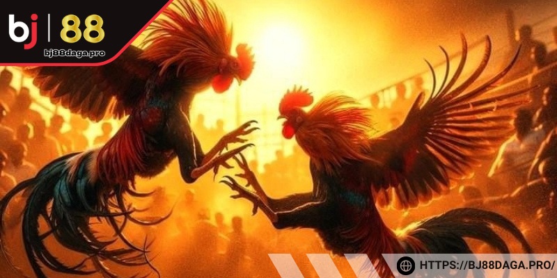 Nên theo dõi sức khoẻ chiến kê thường xuyên