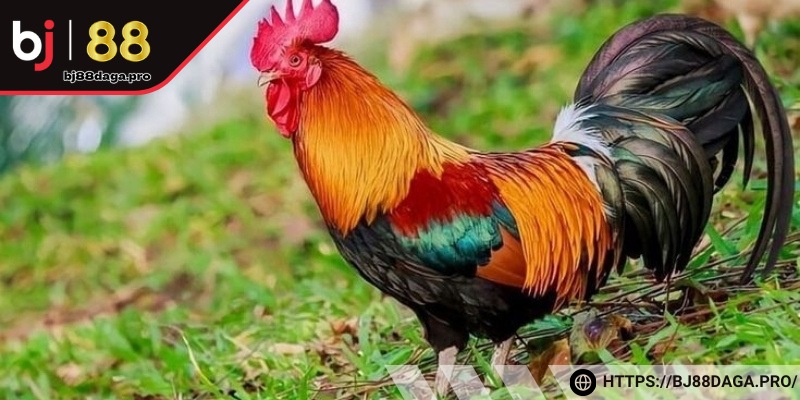 Chú ý đến kết quả mỗi ngày