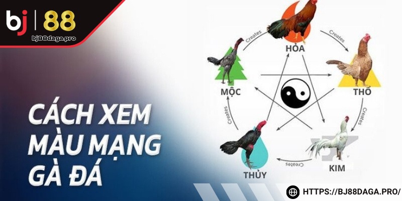 Cách xem màu mạng gà đá theo ngày dựa vào ngũ hành khá phổ biến