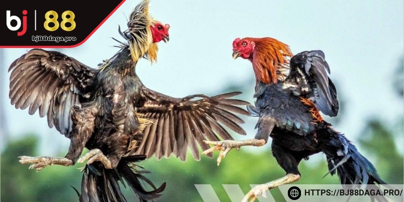 Chọn cược đá gà khi trận đấu vừa bắt đầu