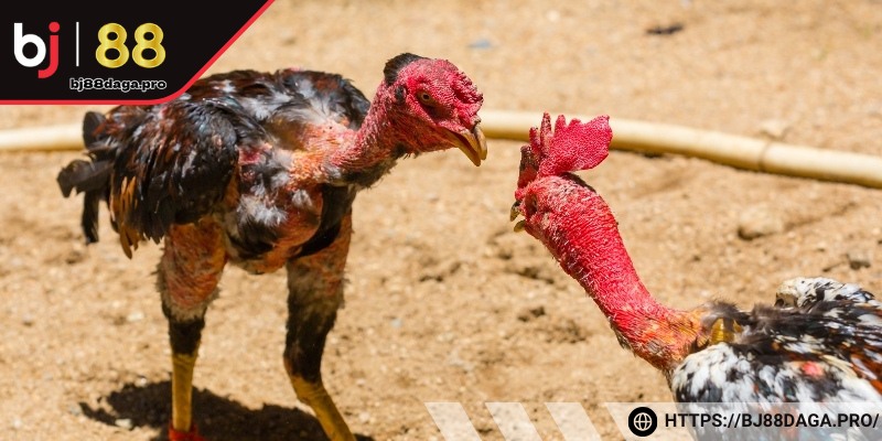 Cược tài xỉu xem tổng thời gian trận đấu diễn ra