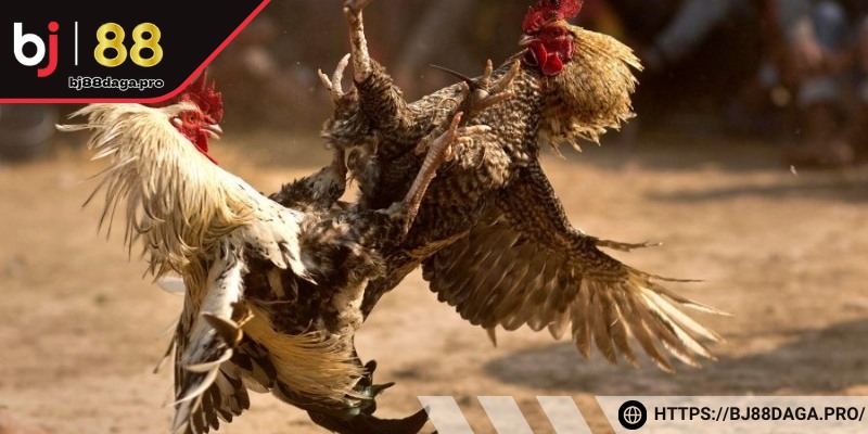 Gà đá cựa sắt casino với nhiều ưu điểm đặc biệt