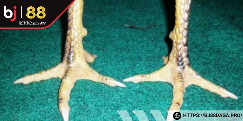 Biết cách quan sát từ trên xuống dưới